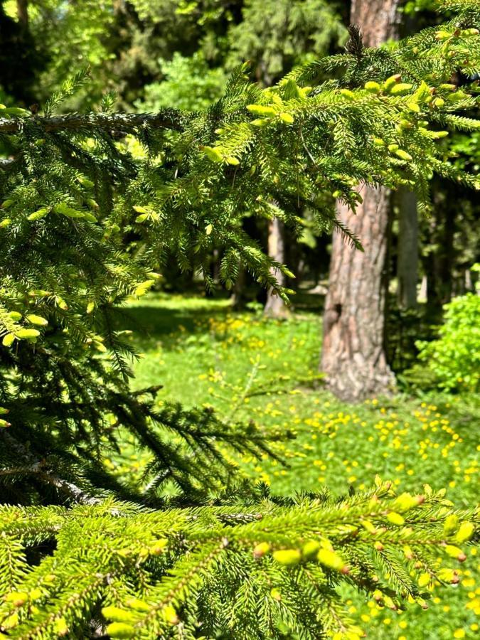Green Mountain Borjomi Dış mekan fotoğraf
